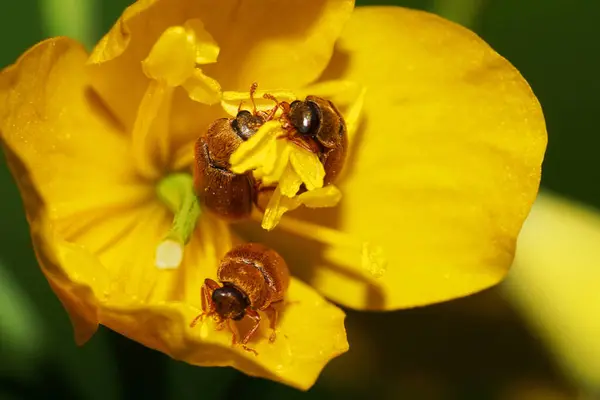 Macro Three Brown Caucasian Beetles Alleculidae Pollen Sitting Stamens Pistil — Stock Photo, Image