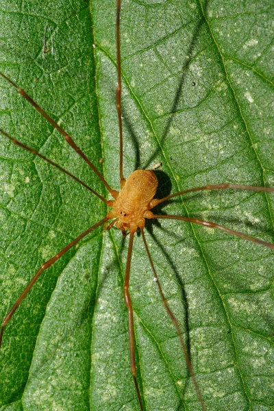 Kahverengi Bir Kafkas Örümceğinin Makro Görüntüsü Miter Falanjiyum Opilio Yeşil — Stok fotoğraf