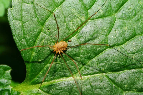 Makro Långbenta Ljusbruna Kaukasiska Spindel Däggdjur Phalangium Opilio Sitter Grön — Stockfoto