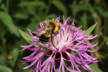 Makro Kafkas sarı-siyah çizgili beyaz kuyruklu yaban arısı Bombus lucorum mor mısır çiçeğinden polen ve nektar topluyor                               