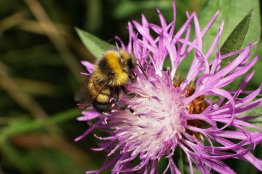  Çizgili turuncu-siyah ve kabarık beyaz yaban arısı lumblebee luorum mor bir çiçek çiçeğinden polen topluyor.                              