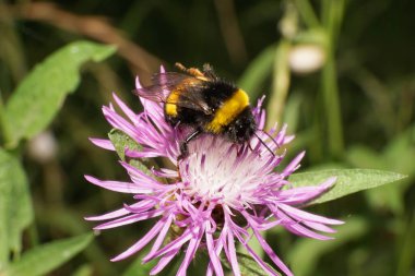 Ağustos 'ta açık mor bir mısır çiçeğinin üzerinde çizgili turuncu-siyah yaban arısı lumblebee lucorum manzarası                               
