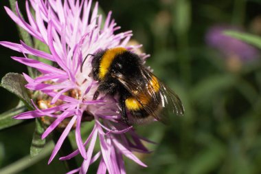  Çizgili turuncu-siyah ve kabarık Kafkas yaban arısı Bombası Lucorum 'un yakından görüntüsü mor bir çiçekten polen topluyor.                              