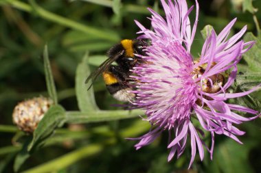 Portakal-siyah ve kabarık beyaz yaban arısı lumblebee luorum 'un yakından görüntüsü. Mor bir çiçek çiçeğinden polen toplayan kanatları var.                               