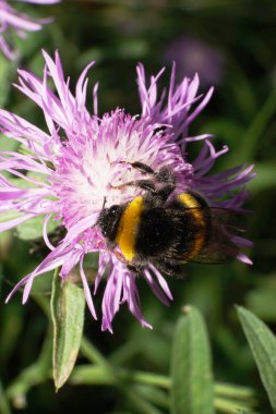 Kafkas çizgili ve kabarık yaban arısı lumblebee lucorum beyaz menekşe çiçek kabuğundan polen ve nektar topluyor.                               