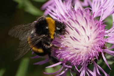 Turuncu-siyah ve kabarık beyaz yaban arısı lumblebee luorum 'un, mor bir çiçek olan mısır çiçeğinden polen toplayan Macro manzarası.                              