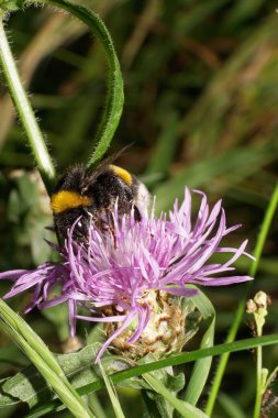 Beyaz ve mor renkli bir çiçek deseninde polen ve nektar toplayan kabarık Kafkas ve çok renkli yaban arısı lucorum.                               