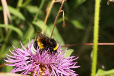  Çizgili turuncu-siyah Kafkasya yaban arısı çalılıklardaki yaban arısı luorum ve zirvedeki açık leylak çiçekli mısır çiçeğinin Macro kenar manzarası