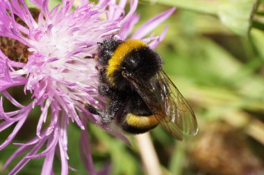 Beyaz yaban arısı Makro 'su Bombus Lucorum beyaz ve mor bir çiçek çiçeğinin üzerinde oturuyor ve pençesini kaldırıyor.                               
