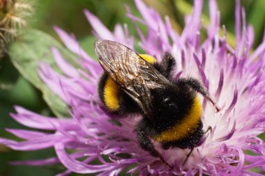 Beyaz bir yaban arısı olan Bombus Lucorum 'un beyaz ve mor bir çiçek çiçeğinin üzerinde oturur ve patisini kaldırır.                               