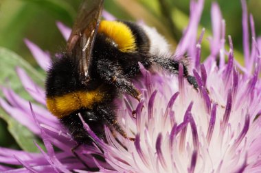 Beyaz ve mor bir çiçeğin üzerinde oturan ve patisini kaldıran tüylü beyaz bir yaban arısının Makro manzarası.                               