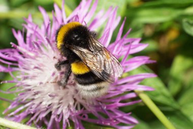 Kabarık Kafkas sarı-siyah yaban arısı Lucorum 'un yakın plan görüntüsü yan tarafta oturuyor ve beyaz ve mor bir çiçek çiçeğinin pençesini kaldırıyor.                               
