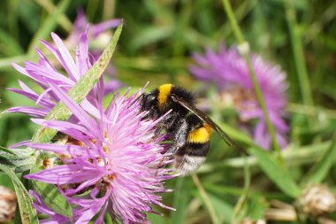 Kafkas sarı-siyah yaban arısı Lucorum 'un Macro manzarası Parlak beyaz-mor bir çiçek çiçeğinin üzerinde oturuyor                               