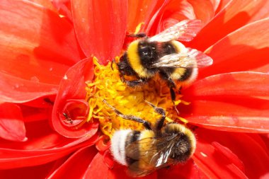 Yakın plan iki sarı-siyah çizgili Kafkas yaban arısı Bombus lucorum kırmızı çiçek desenlerinde polen ve nektar topluyor.                              