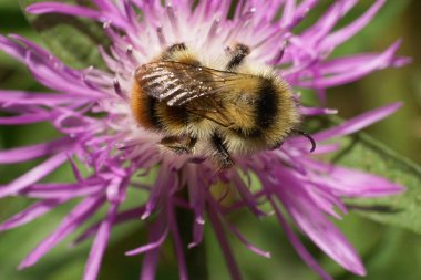 Çizgili turuncu-sarı ve siyah beyaz plaka dişli yaban arısı Bombus serrisquama 'nın yukarıdan görünüşü.                              