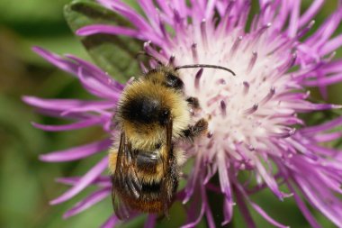 Çizgili turuncu-sarı ve siyah beyaz plaka dişli yaban arısı Bombus serrisquama 'nın yakından görüntüsü açık-leylak renginde bir çiçeğin üzerinde oturuyor.                              
