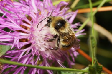 Çizgili turuncu-sarı ve siyah beyaz plaka dişli yaban arısı Bombus serrisquama çiçeğinin nektarını topluyor.                               