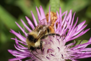 Orta çizgili turuncu-sarı ve siyah beyaz plaka dişli yaban arısı Bombus serrisquama 'nın mısır çiçeğinden nektar topladığı yakın plan.                              