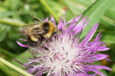 Kabarık sarı-beyaz çizgili yaban arısı dişli Bombus serrisquama 'nın yakın plan resmi.                               
