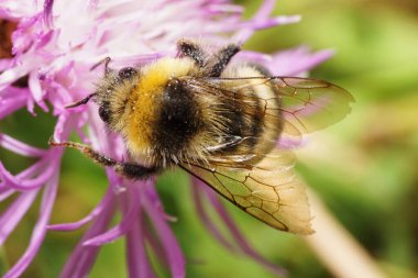  Kafkas kabarık sarı-siyah çizgili yaban arısının yakından görüntüsü Bombus serrisquama 'nın kanatlarıyla beyaz ve mor bir çiçeğin üzerinde oturuyor.                              