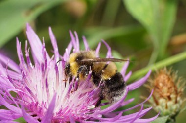  Beyaz ve mor bir çiçeğin üzerinde oturan kanatlı ve ayaklı beyaz tüylü sarı-siyah yaban arısının Macro manzarası.                              