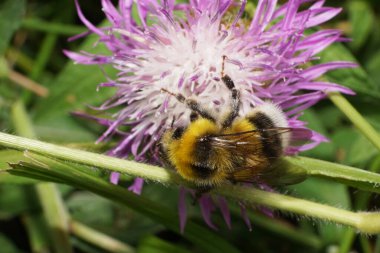 Kafkas kabarık sarı-siyah çizgili yaban arısının yakın çekim görüntüsü. Kanatları var. Mor bir çiçek çiçeğinin üzerinde oturan Bombus Serrisquama.                               
