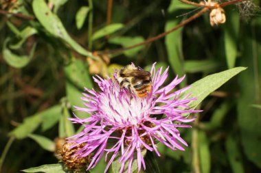  Çizgili turuncu-sarı Kafkas plaka dişli yaban arısı Bombus serrisquama açık mavimsi bir çiçeğin üzerinde oturuyor.                              