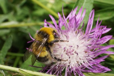 Beyaz tüylü, sarı-siyah çizgili bir yaban arısının yakından görüntüsü. Kanatları ve ayakları var. Mor bir çiçeğin üzerinde oturan Bombus Serrisquama.                               