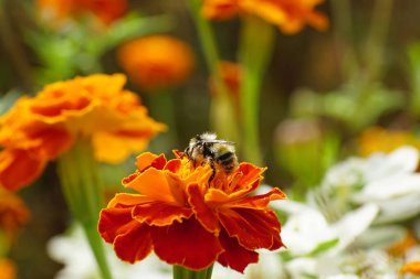 Kanatları, bacakları ve antenleri turuncu çiçekler arasında polen ve nektar toplayan üç renkli yaban arısı kafkasyalısının yan ve tepesi.                               