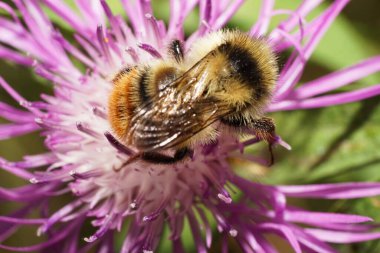 Çizgili turuncu-sarı ve siyah beyaz plaka dişli yaban arısı Bombus serrisquama 'nın Macro manzarası açık-leylak renginde bir çiçeğin üzerinde oturuyor.                               