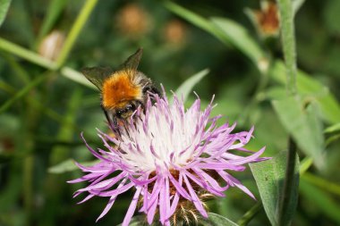  Kırmızı, beyaz ve kabarık bir tarla yaban arısı Bombus Pascuorum 'unun önü. Mor bir çiçekten nektar topluyor.                              