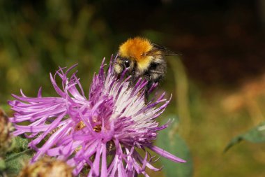 Beyaz ve mor renkli bir çiçekte nektar ve polen toplayan turuncu-kahverengi yaban arısı Bombus Pascuorum 'un yakın plan çekimi.                               