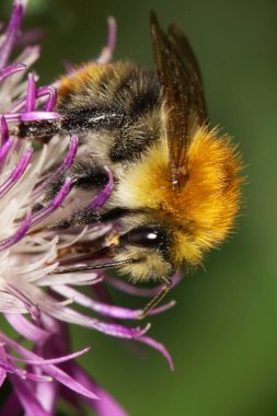 Mor bir çiçeğin üzerinde oturan kabarık tüylü bir yabanarısı Bombus Pascuorum 'un Macro manzarası                               