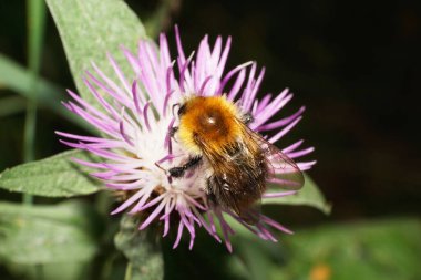 Beyaz, çok renkli, kırmızı tarlalı yaban arısı, beyaz ve mor bir çiçek çiçeğinin üzerinde nektar toplayan kanatları ve filizleri olan beyaz yaban arısı.                               