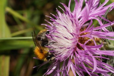  Beyaz kabarık tüylü ve kırmızı tarla yaban arısı Bombus Pascuorum 'un Macro' su. Kanatları beyaz ve mor bir çiçekte nektar topluyor.                              