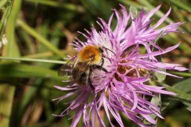 Beyaz kabarık tüylü ve kırmızı tarla yaban arısı Bombus Pascuorum 'un yakın çekimi. Kanatları beyaz ve mor bir çiçeğin üzerinde nektar topluyor.                               