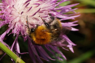 Kafkas kabarık tüylü, kahverengi tarla yaban arısı Bombus Pascuorum 'un beyaz menekşe çiçeği üzerinde nektar toplayan kanatları.                               