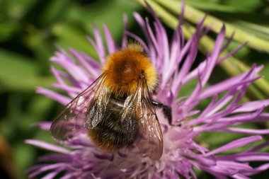 Beyaz menekşe çiçeğinden nektar toplayan beyaz tüylü, kahverengi yaban arısı Bombus Pascuorum 'un yakın çekimi.                              