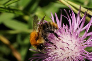 Beyaz tüylü, parlak kahverengi yaban arısı Bombus Pascuorum 'un makro görüntüsü mor çiçek mısır çiçeğindeki nektar ve polenleri topluyor.                               