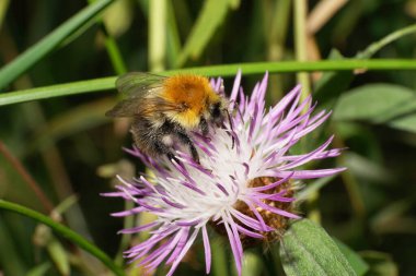 Mor çiçekli, çizgili, parlak, kahverengi yaban arısı Bombus Pascuorum 'un yan görüntüsü.                              