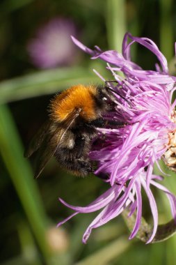 Makro, Kafkas çizgili, parlak kahverengi tarla yaban arısı Bombus pascuorum 'da oturuyor. Mor çiçekten polen topluyor.                               