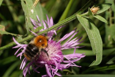  Uçan Kafkas çizgili kabarık parlak kahverengi tarla yaban arısı Bombus pascuorum mor bir çiçekte polen topluyor.                              