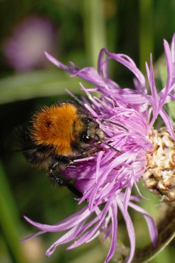 Yakın plan beyaz çizgili, parlak kahverengi tarla yaban arısı Bombus Pascuorum mor çiçekli polenleri topluyor.                               