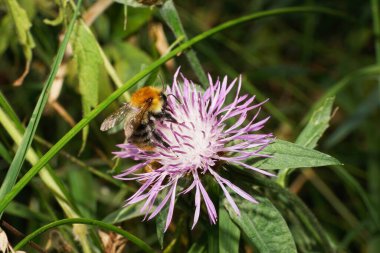 Mor bir çiçeğin üzerinde oturan kabarık kabarık yaban arısı Bombus Pascuorum 'unun yan görüntüsü.                               