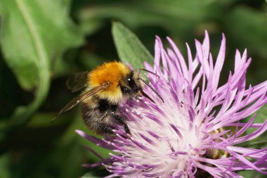  Makro, Kafkasya çizgili parlak kahverengi yaban arısı tarlasında oturuyor Bombus Pascuorum mor bir çiçek tarlasında polen topluyor