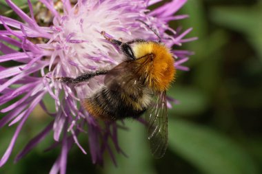 Macro mor bir çiçek tarlasında beyaz bir kahverenginin üzerinde oturuyor ve Bombus Pascuorum 'un kanatları ile polen ve nekta topluyor.