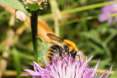 Mısır çiçeğinin yakın plan görüntüsü beyaz kahverengiydi menekşe çiçeğinin üzerinde oturuyordu. Yaban arısı kanatları ile Bombus Pascuorum ve polen ve nektar topluyordu.                               