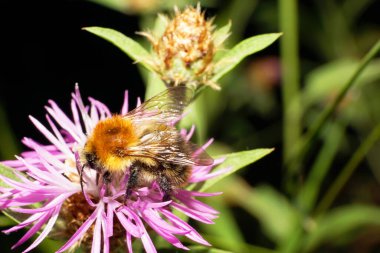 Turuncu çizgili ve kabarık yaban arısı Bombus Pascuorum 'un yakından görüntüsü beyaz ve mor bir çiçek deseninde nektar topluyor.                              