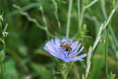  Kabarık ve çizgili bir çiçek sineği Syrphidae 'nin yakın görüntüsü. Büyük gözleri mavi bir hindiba akıntısının üzerinde oturuyor.