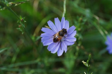  Pofuduk kahverengi çizgili bir çiçeğe yakından bakın. Mavi hindiba çiçeğinin üzerinde büyük gözleri olan bir sinek.                              